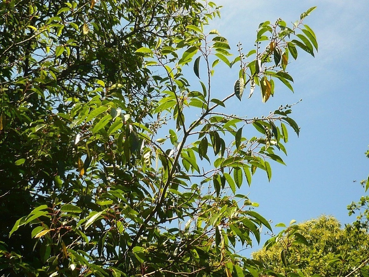 Prunus lusitanica subsp. lusitanica (Rosaceae)